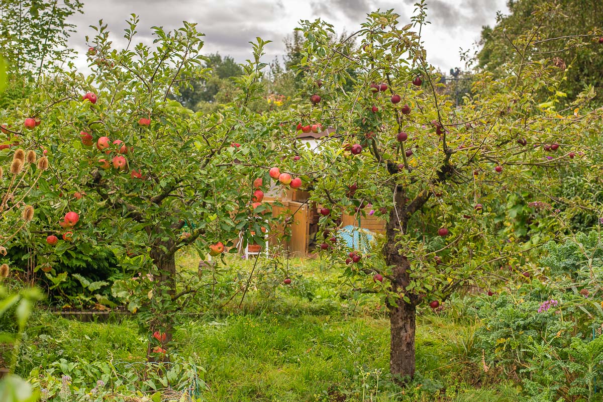zwei Buschbäume mit reifen Äpfeln der Sorten Elstar (links) und Ingrid Marie (rechts) nach unserern Pflegemaßnahmen
