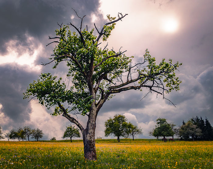 abgängiger Apfelbaum in weitläufiger, blühender Streuobstwiese