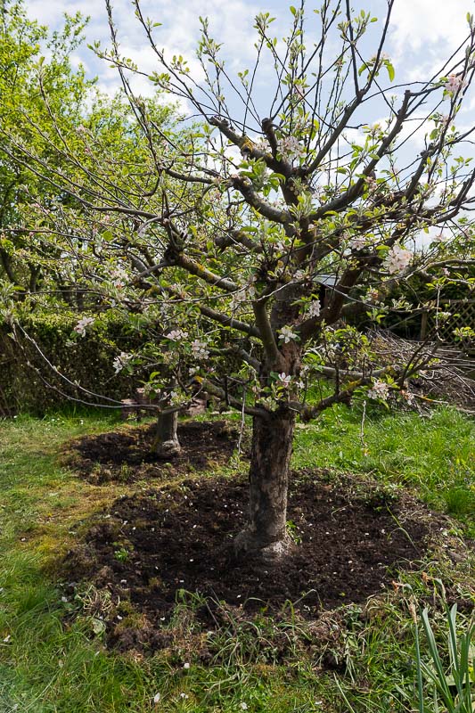 Apfelbuschbaum der Sorte Ingrid Marie nach unserer wuchskorrigierender Schnittmaßnahme mit gepflegter Baumscheibe
