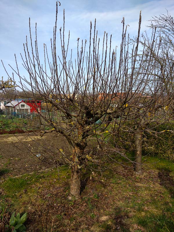 Apfelbuschbaum der Sorte Ingrid Marie bevor wir erstmalig schneiden