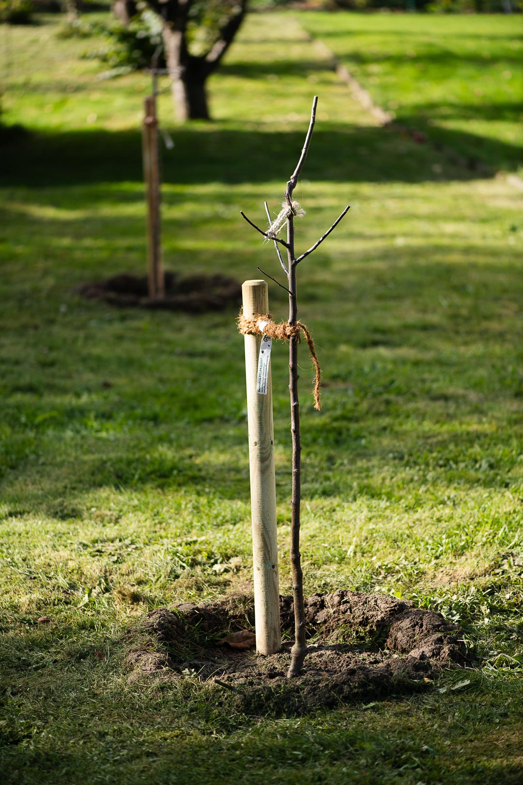 frisch durch uns gepflanzter Apfelbaum mit korrekter Anbindung, Pflanzschnitt und Baumscheibe mit Gießrand