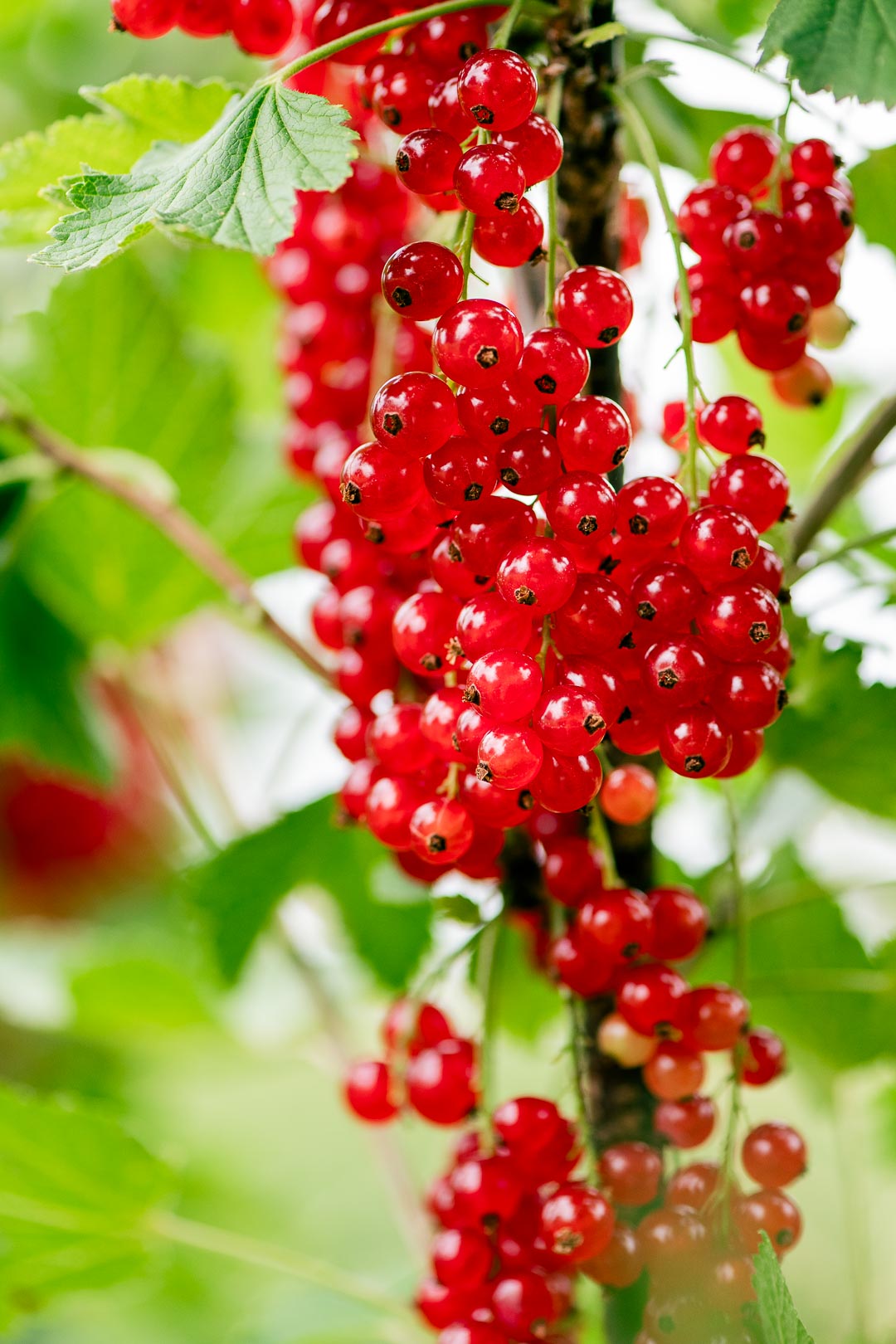 reife, rote Johannisbeeren am Strauch