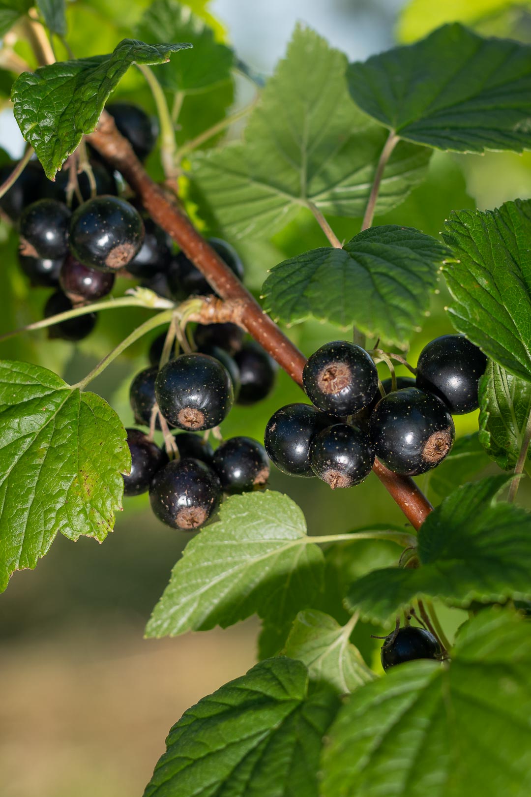 reife, schwarze Johannisbeeren am Strauch