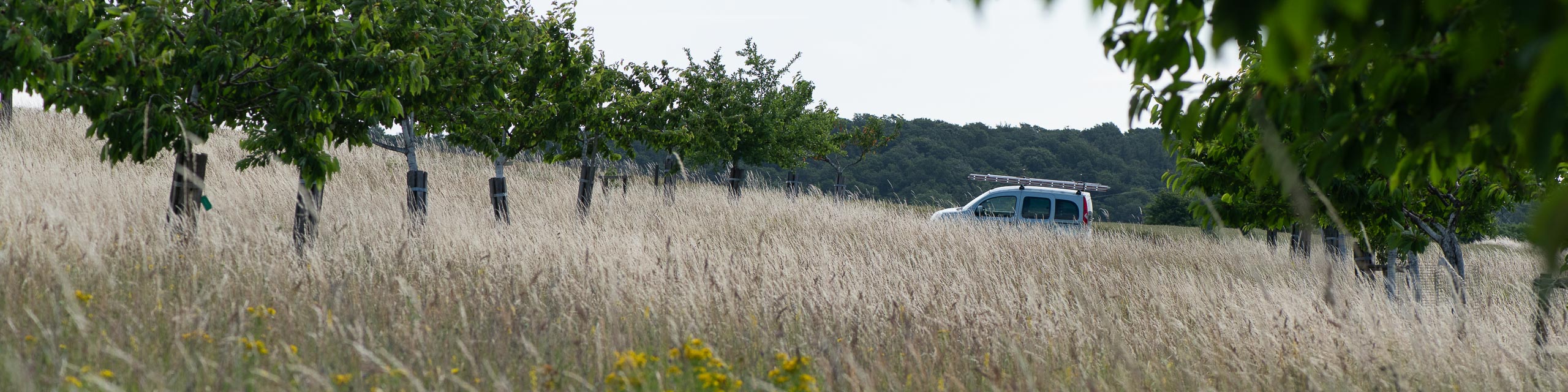 Fahrzeug mit Obstbaumleitern an Streuobstwiese
