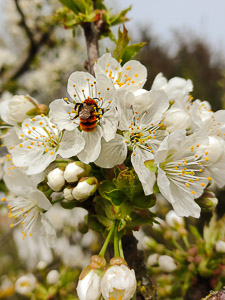 Wildbiene an prächtig blühenden Kirschblüten