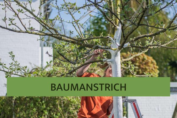 Baumanstrich