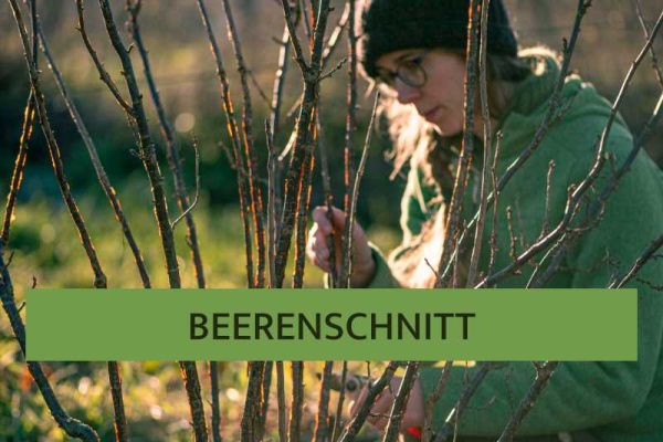 Beerenschnitt