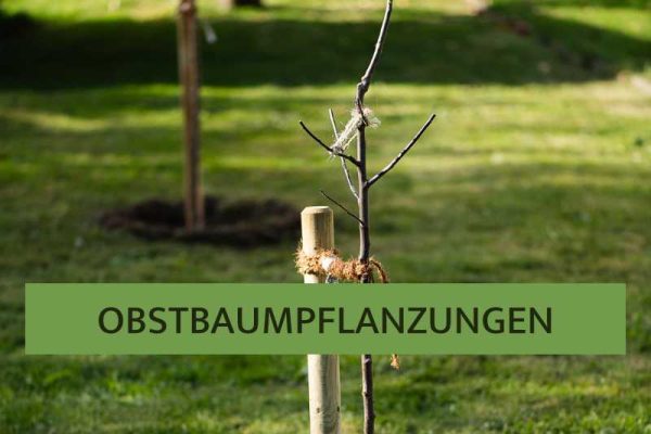 Obstbaumpflanzungen
