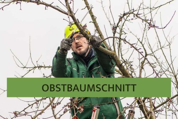 Obstbaumschnitt